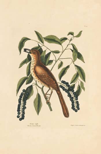 Catesby Vol. 1 Pl. 28, The Foxcoloured Thrush