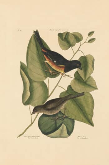 Catesby Vol. 1 Pl. 34, The Towhe Bird