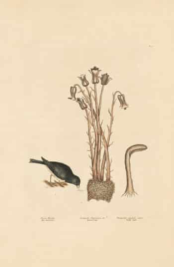 Catesby Vol. 1 Pl. 36, The Snow Bird
