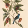 Catesby Vol. 1 Pl. 39, The Blue Grosbeak
