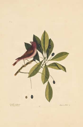 Catesby Vol. 1 Pl. 41, The Purple Finch