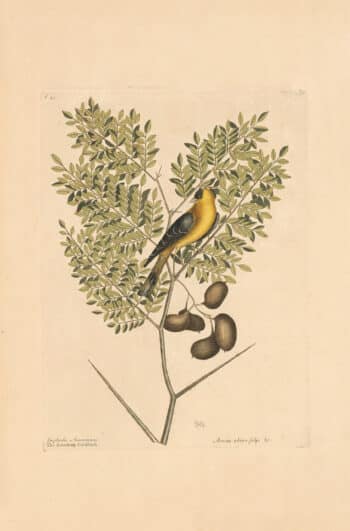 Catesby Vol. 1 Pl. 43, The American Goldfinch