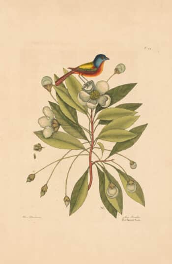 Catesby Vol. 1 Pl. 44, The Painted Finch