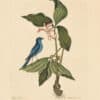 Catesby Vol. 1 Pl. 45, The Blue Linnet
