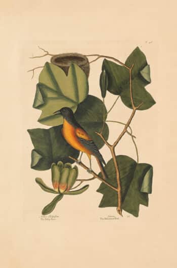 Catesby Vol. 1 Pl. 48, The Baltimore Bird