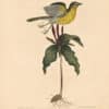 Catesby Vol. 1 Pl. 50, The Yellow-Breasted Chat