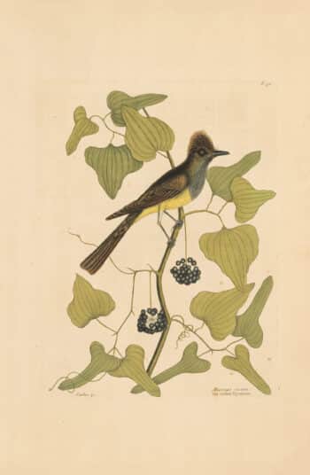 Catesby Vol. 1 Pl. 52, The Crested Flycatcher