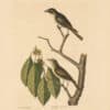 Catesby Vol. 1 Pl. 54, The Little Brown Flycatcher
