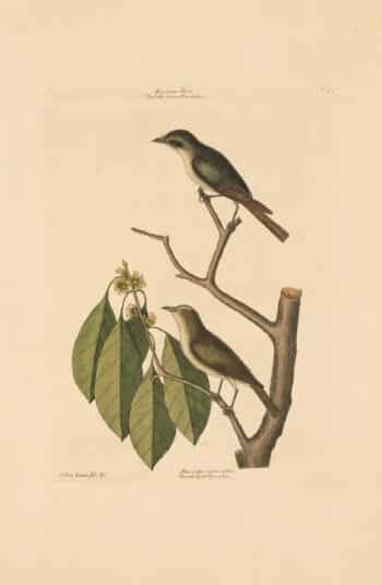 Catesby Vol. 1 Pl. 54, The Little Brown Flycatcher