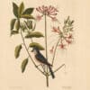 Catesby Vol. 1 Pl. 57, The Crested Titmouse