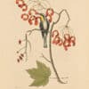 Catesby Vol. 1 Pl. 62, The Yellow Throated Creeper