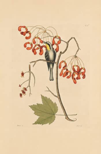 Catesby Vol. 1 Pl. 62, The Yellow Throated Creeper