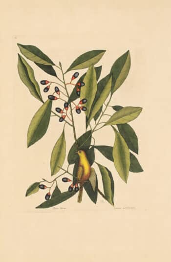 Catesby Vol. 1 Pl. 63, The Yellow Titmouse