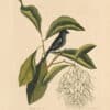 Catesby Vol. 1 Pl. 68, The Little Black Bullfinch