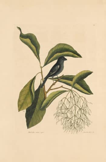 Catesby Vol. 1 Pl. 68, The Little Black Bullfinch