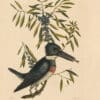 Catesby Vol. 1 Pl. 69, The Kingfisher