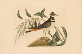 Catesby Vol. 1 Pl. 71, The Chattering Plover