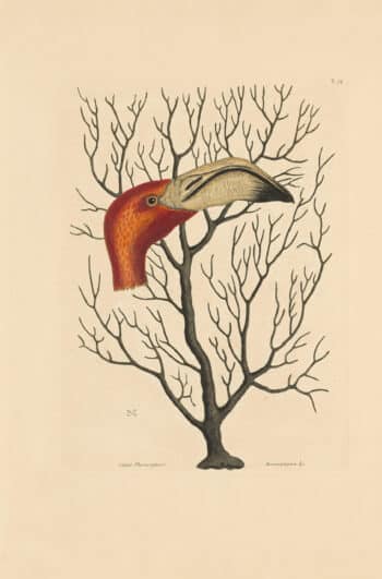 Catesby Vol. 1 Pl. 74, The Bill of the Flamingo