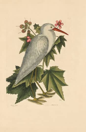 Catesby Vol. 1 Pl. 77, The Little White Heron