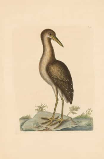 Catesby Vol. 1 Pl. 78, The Brown Bittern