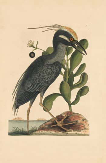 Catesby Vol. 1 Pl. 79, The Crested Bittern