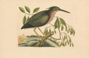 Catesby Vol. 1 Pl. 80, The Small Bittern
