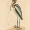 Catesby Vol. 1 Pl. 81, The Wood Pelican