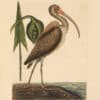 Catesby Vol. 1 Pl. 83, The Brown Curlew