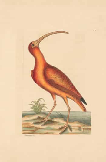 Catesby Vol. 1 Pl. 84, The Red Curlew