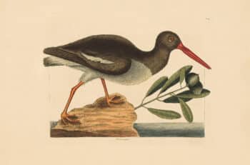Catesby Vol. 1 Pl. 85, The Oyster-Catcher
