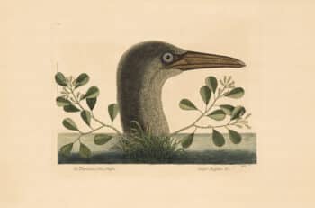Catesby Vol. 1 Pl. 86, The Great Booby