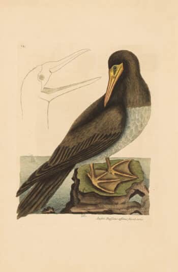 Catesby Vol. 1 Pl. 87, The Booby