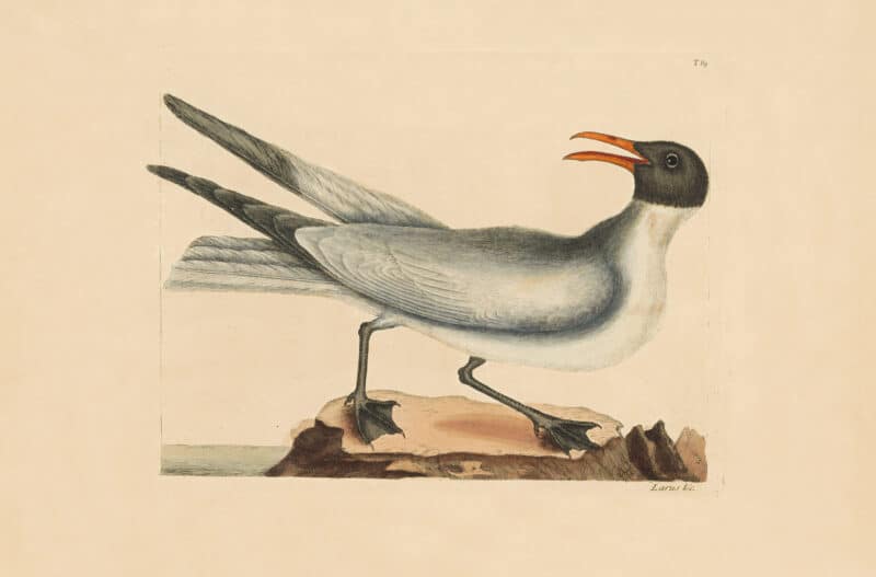 Catesby Vol. 1 Pl. 89, The Laughing Gull