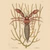 Catesby Vol. 2 Pl. 34, The Sea Hermit-Crab