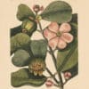 Catesby Vol. 2 Pl. 99, The Balsam Tree