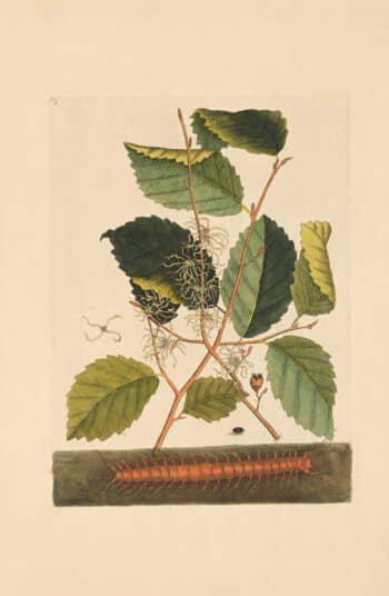 Catesby Appendix Pl. 2, Centipede