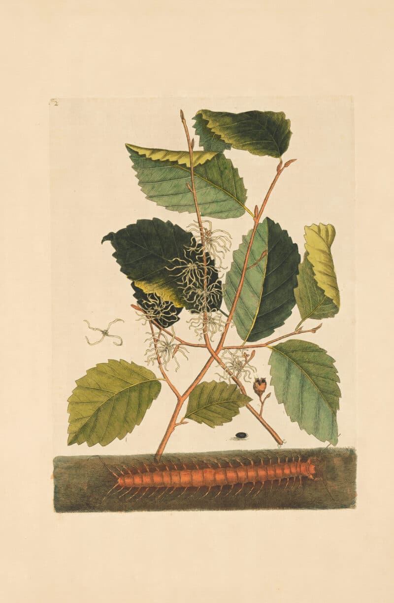 Catesby Appendix Pl. 2, Centipede