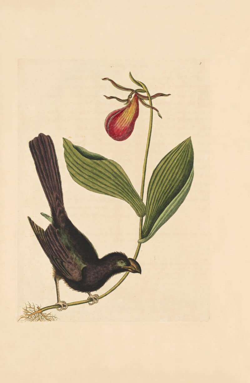 Catesby Appendix Pl. 3, The Razor-Billed Blackbird of Jamaica