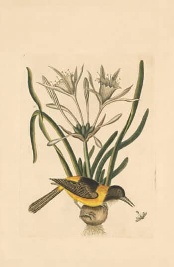 Catesby Appendix Pl. 5, The Yellow and Black Pye