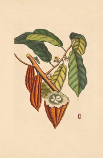 Catesby Appendix Pl. 6, The Cacao Tree