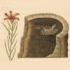 Catesby Appendix Pl. 8, The American Swallow