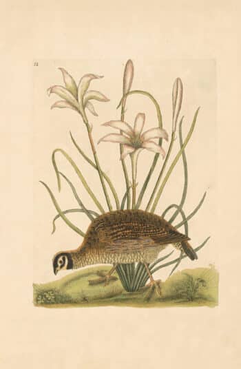 Catesby Appendix Pl. 12, The American Partridge