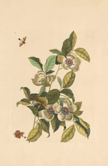 Catesby Appendix Pl. 13, Silky Camellia