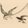 Catesby Appendix Pl. 14, The Tropic Bird