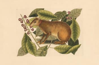 Catesby Appendix Pl. 18, The Java Hare