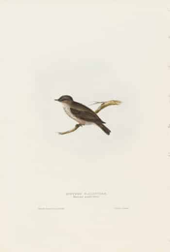 Gould Birds of Europe, Pl. 65 Spotted Flycatcher