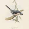 Gould Birds of Europe, Pl. 67 Great Grey Shrike