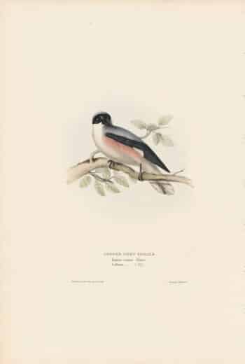 Gould Birds of Europe, Pl. 68 Lesser Grey Shrike
