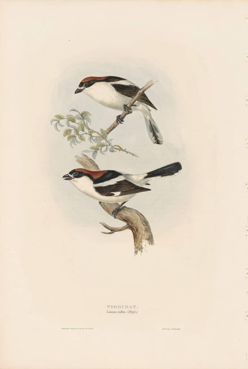 Gould Birds of Europe, Pl. 70 Woodchat