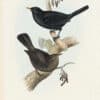 Gould Birds of Europe, Pl. 72 Black Ouzel, or Blackbird